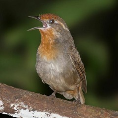 GH - Vogelduett09 - OrphZaun