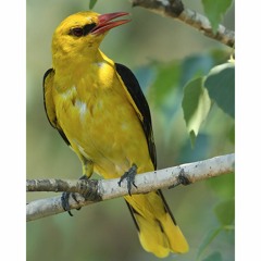 GH-Vogelduett04-Oriol