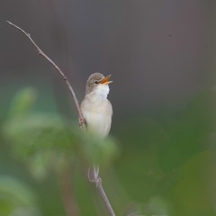 Marsh Warbler, Shetland