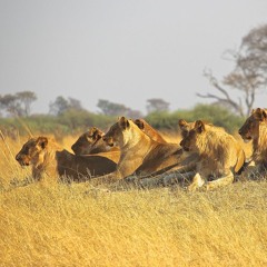 Ametistdnb - Safari Escape