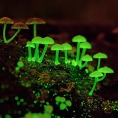 Fluorescent Fungus