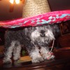 Cinco De Mayo Mp3