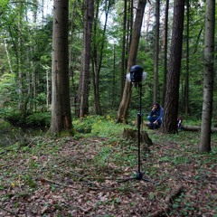 Puszcza Swietokrzyska - Binaural - Field Recording