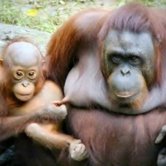 The Whole World Is Sick