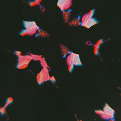 Radical Nº 02
