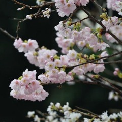 「初音ミク」A Dream and A Cherry Blossom Tree