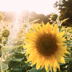 ☆The Energy Of Soulful Summer Mix Jun 2017 By Nobu Furukawa☆