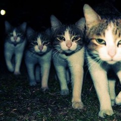 4cats