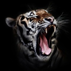 Rumba Tiger