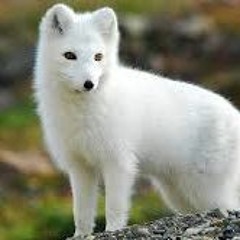 DJ Martin Jensen - Fox