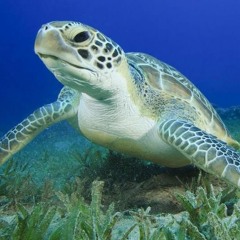 Hol'up Turtle ft. Abstrakt