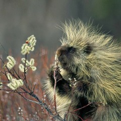 Porcupine