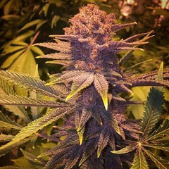 Smoke Wit Me