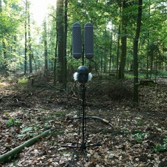 Ruski Brod Forest - Binaural Field Recording