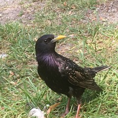 Jazzy piano kinda beat