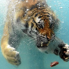 Andor Gabriel - Natural Elements - Episode 49