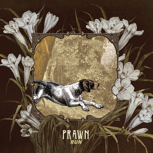 Prawn - "North Lynx"