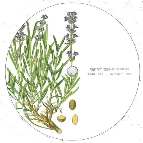 adam emil - lavender trax