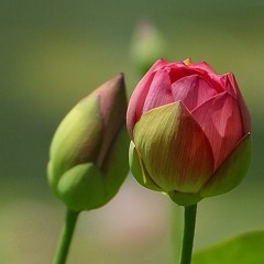 Bloom