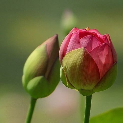 Bloom