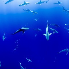 Land Sharks feat. Rshad (prod. Hazelgrove & Stretch Beats)