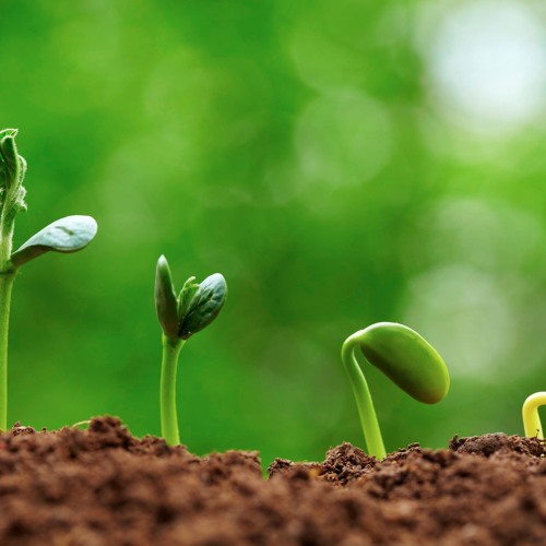 A Seed
