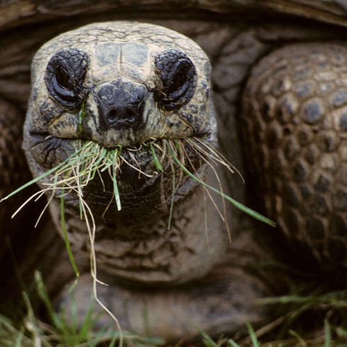 Noise Of The Tortoise