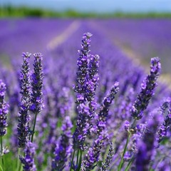 Lavender Blossom (Demo)
