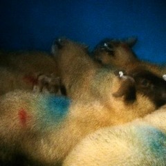 Nan Goldin & Rachael Thomas / Artist's Preview Talk