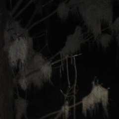 The Brasher Doubloon