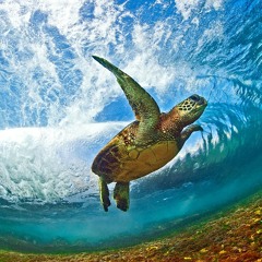 Live From Hawaii: Deep House Mix