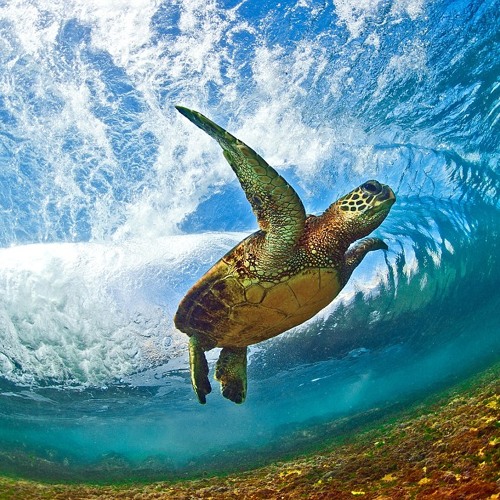 Live From Hawaii: Deep House Mix