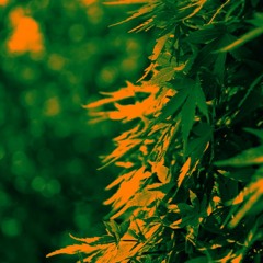 Only Weed Can Save Us