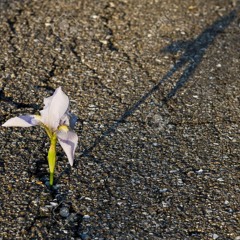 Elakartade Synthomer