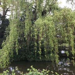 Walk in the park on my lunch break