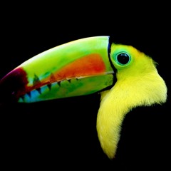 Conga Toucan