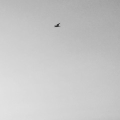 The Beatles - Blackbird (JoGon cover)