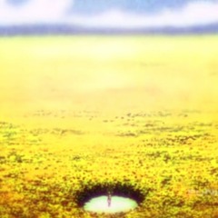 sunflower fields