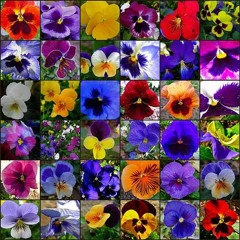 Shaolines del Amor - Las burbujas del tiempo