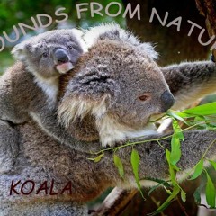 Iconic Koala