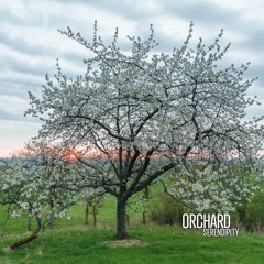 ORCHARD - We host you