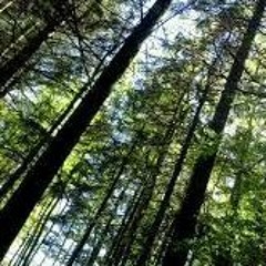 32.L'HISTOIRE DE LA FÔRET QUI AVANCE SUR SES JAMBES