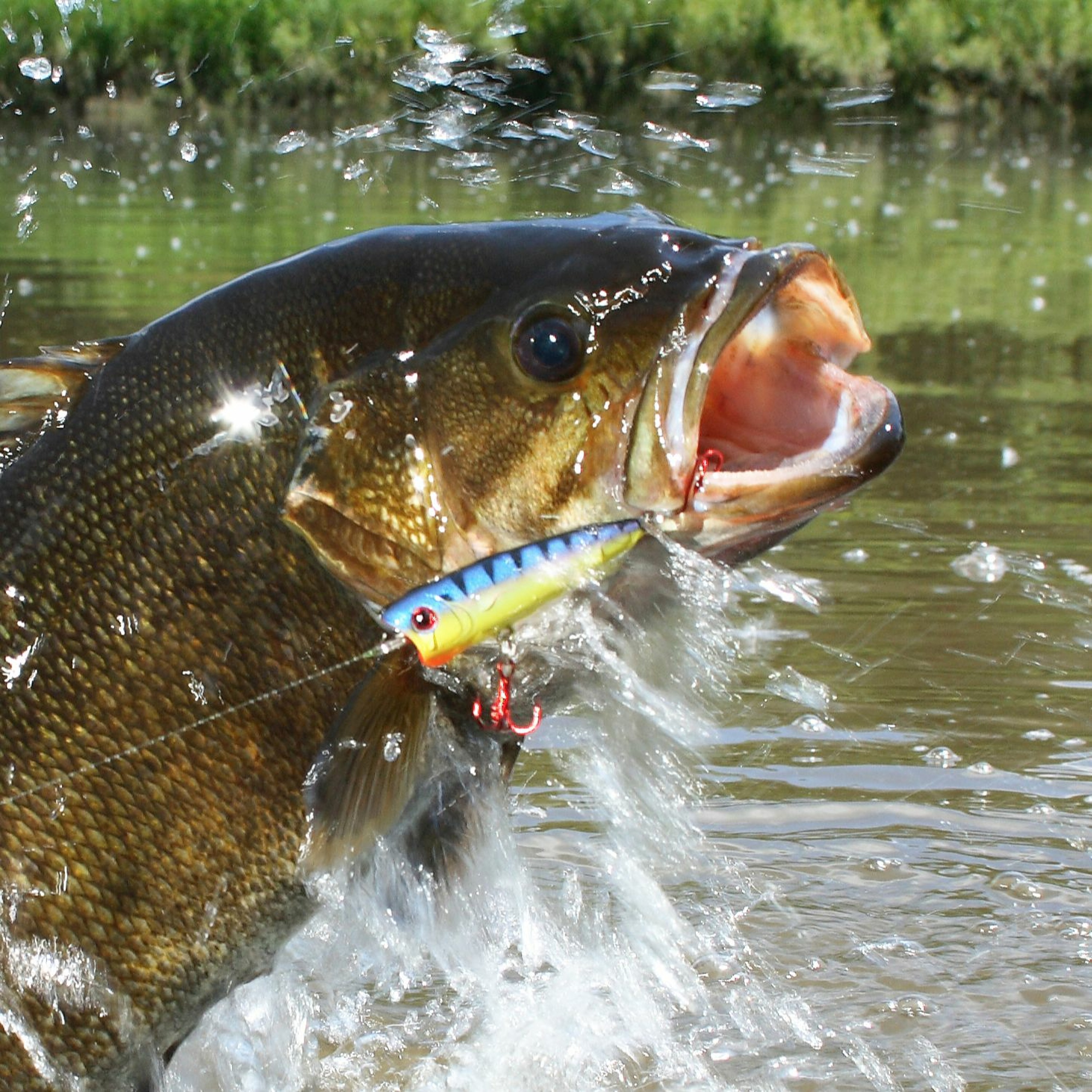 Fishing Report - 06/22/17