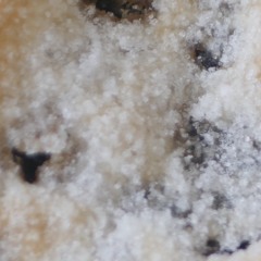 Eccles Cakes