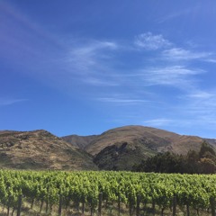 Matthew's Wine Podcast