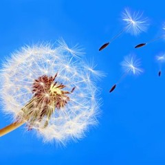 Blowing In the Wind -- Brown x SPNDRFT