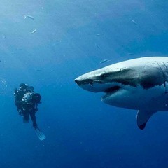 47 METERS DOWN - Double Toasted Audio Review