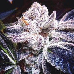 Fade Away - Kush Kale  (premix)
