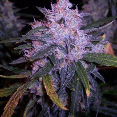 Late - Kush Kale Ft C Streets