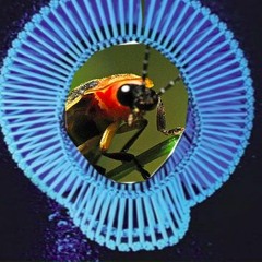 Redbone But You Would Not Believe Your Eyes If Ten Million Fireflies Lit Up The World As You F